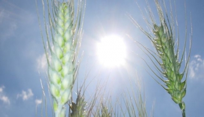 Agricoltura, sbloccati 56,2 milioni di pagamenti Agrea.