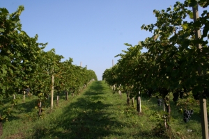 Vino, la scure dei dazi sul boom dell&#039;export italiano in Cina