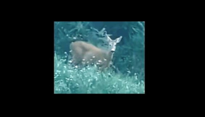 Caldo torrido: il greto della Parma si popola e arriva anche mamma cerbiatta con due cuccioli. VIDEO