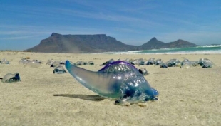 Caldo, mare e meduse: allarme in Italia per alcune specie potenzialmente mortali