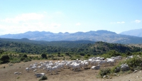 Agroalimentare: al via il nuovo bando “Macchinari Innovativi” per il sud Italia