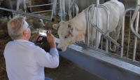 Lattiero Caseario: Formaggi DOP stabili