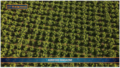 TG AGRIFOOD del 12 febbraio 2025 - In calo le superfici agricole coltivate a ortofrutta (Video)