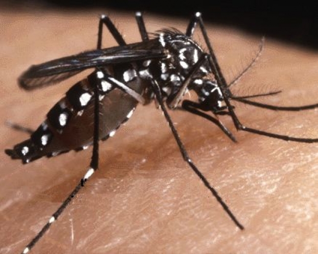 Politiche per la salute - Al via la campagna &quot;Contro la zanzara tigre facciamoci in 4&quot;
