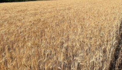 Cereali e dintorni. Il grano trascina al rialzo gli altri prodotti. 