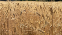 Cereali e dintorni. L’incubo continua