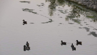 Alla scoperta del torrente Parma. Vita e colori.