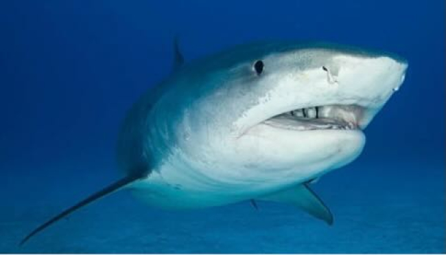 Allerta squali, aumentano gli attacchi in Florida e Hawaii portando alla chiusura delle spiagge e ai ricoveri ospedalieri.