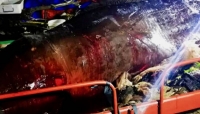 Filippine, trovata balena morta con 40 kg di plastica nello stomaco.