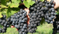 Vendemmia 2013: produzione in leggero aumento, buona la qualità