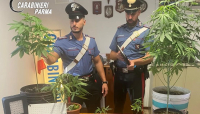 Coltiva marijuana in casa. 35enne denunciato