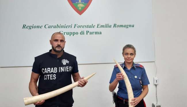 I carabinieri Forestali del Nucleo CITES sequestrano due zanne d&#039;elefante