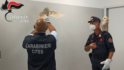 Al Centro Fauna Selvatica arrivano due barbagianni sequestrati a Venezia