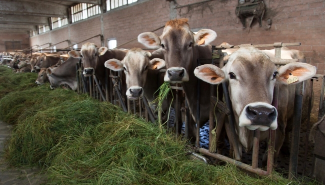 All&#039;Università di Parma 587mila euro per due progetti di ricerca per il settore lattiero caseario