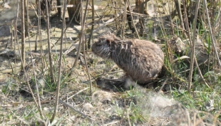  foto G. Arlotti