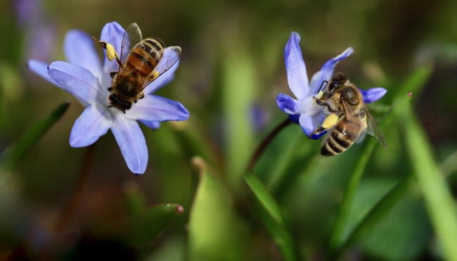 Api, essenziali per la vita, minacciate dai pesticidi: a Bogotà si sviluppa un integratore per salvarle