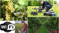 Le vigne in Hi-Tech