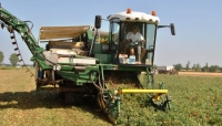 Pomodoro, campagna a rilento per il maltempo