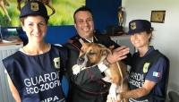 Cucciolo di pitbull maltrattato, denunciata la proprietaria