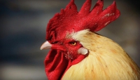 Il gallo canta all&#039;alba, multa da 166 euro al padrone