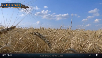 TG News - AGRIFOOD Magazine del 31 luglio in collaborazione con Agenzia Stampa Italpress.com (Video)
