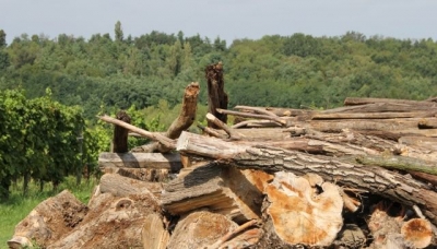 Aumento record di assunzioni in agricoltura