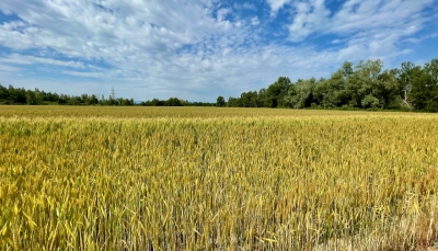 Cereali e dintorni. Incomprensibile: Il grano scende nonostante la crisi ucraina.