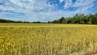 Cereali e dintorni. Incomprensibile: Il grano scende nonostante la crisi ucraina.