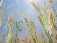 Segnali di maggiore dinamismo sul fronte della compravendita dei cereali.