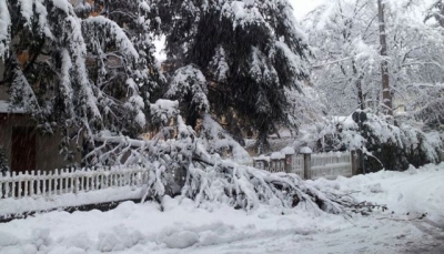 Reggio Emilia - albero caduto dal peso della neve