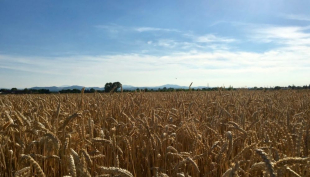 “Cereali e dintorni”. Preoccupazioni per la logistica europea