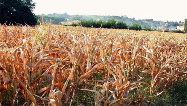 Meno gas serra dall&#039; agricoltura con Climate ChangER