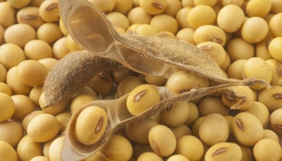 Cereali e dintorni. Da USDA forte calo del seme di soia.