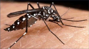 Segnalazione di un caso sospetto di malattia da Zika virus