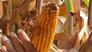 Cereali e dintorni. Tra dazi, clima e stime aggiornate.