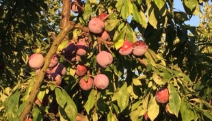 Frutta, +500% dal campo alla tavola