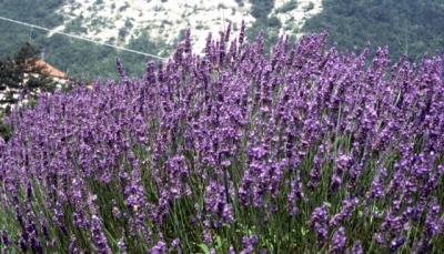 Giovani in agricoltura. E&#039; possibile presentare le domande di primo insediamento