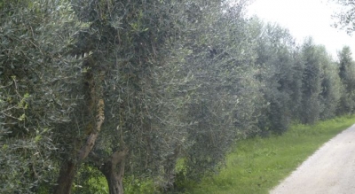 Oliveto toscano