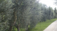 Oliveto toscano