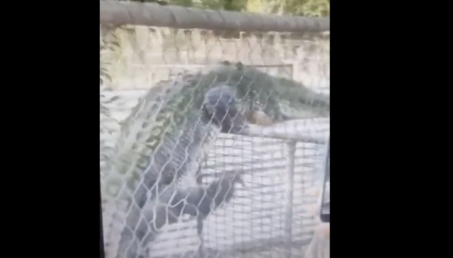 Un coccodrillo gigante si arrampica facilmente su una recinzione in un video terrificante.