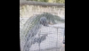 Un coccodrillo gigante si arrampica facilmente su una recinzione in un video terrificante.
