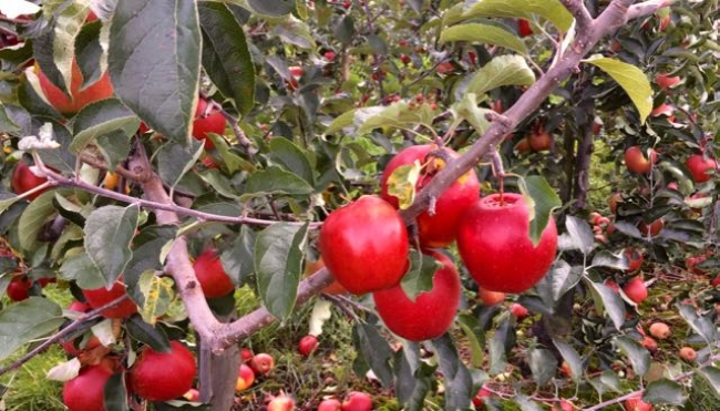 Finanziamenti agricoli. In arrivo gli anticipi dei premi comunitari