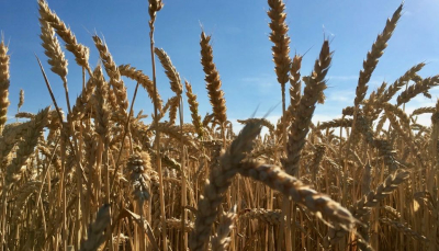 Cereali e dintorni. Apprensione per il prossimo USDA