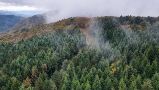 Taglio delle emissioni in Ue, il Parco dell&#039;Appennino soddisfatto: &quot;Qui un miliardo di alberi&quot;