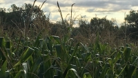 Cereali e dintorni. Proiezioni al ribasso.