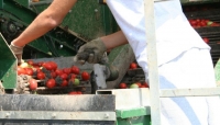 Pomodoro, danni da grandine. Si temono perdite del 10%.