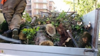 Il taglio degli alberi in via Buffolara, era necessario?