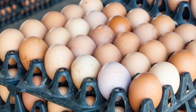 Milioni di uova contaminate dall&#039;antibiotico lasalocid